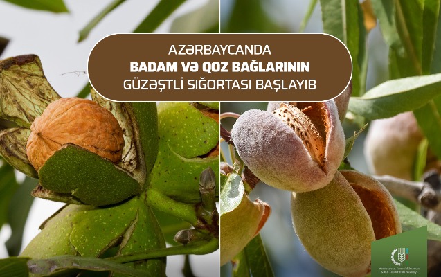 Badam və qoz bağlarının güzəştli sığortası başladı