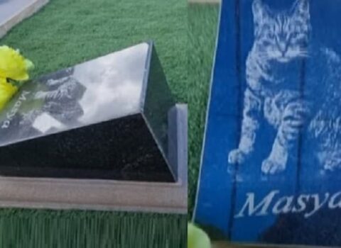 Sumqayıt qəbristanlığında pişik məzarı – MASYA üçün mərmər başdaşı… – VİDEO