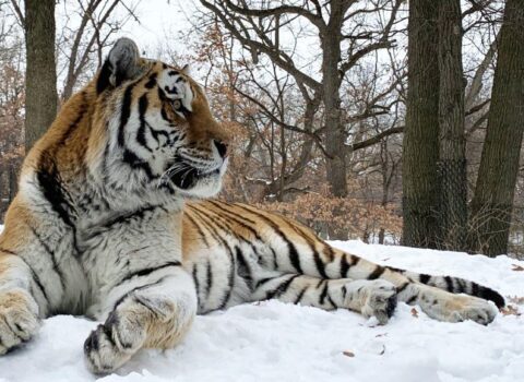 ABŞ-da “Putin” adlı pələng öldü – FOTO