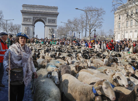 2000-ə yaxın qoyun Paris küçələrində – MARAQLI FOTOLAR