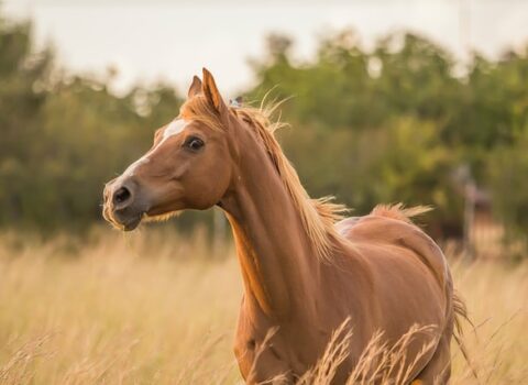 Sərnişinlər ŞOKDA – At da avtobusa mindi – VİDEO
