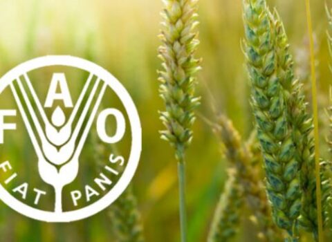 FAO: “Dünyada ərzaq qiymətləri 22 %-ə qədər arta bilər”
