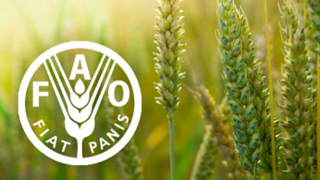 FAO: “Dünyada ərzaq qiymətləri 22 %-ə qədər arta bilər” FAO: “Dünyada ərzaq qiymətləri 22 %-ə qədər arta bilər”
