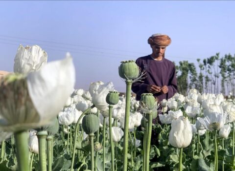“Taliban” narkotik becərilməsini qadağan etdi