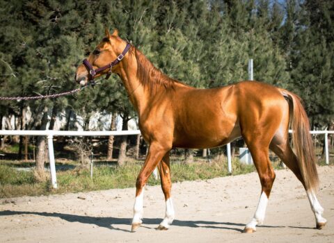 Azərbaycanda ilk dəfə Qarabağ atları hərrac yolu ilə satışa çıxarılır – FOTOLAR