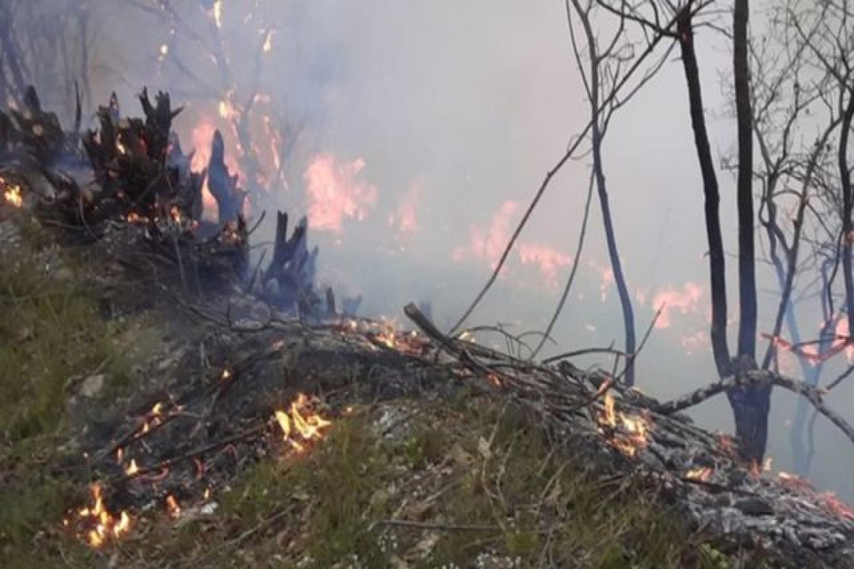 FHN Qəbələdə yanğınla bağlı məlumat yaydı