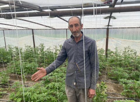 Salyanda narkotik “plantasiya”sı salan şəxs saxlanıldı – FOTOLAR