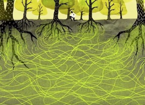 Ağaclar da evli cütlük kimi bir-birini sevməyi və hətta qayğısına qalmağı bilir