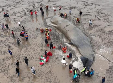 Sahilə çıxan balinanı belə okeana qaytardılar – FOTOLAR