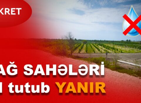 “Azərbaycanın bu bölgəsində bağ sahələri susuzluqdan od tutub yanır” – VİDEO
