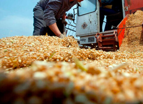 SON DƏQİQƏ: Qazaxıstan taxıl və un ixracını məhdudlaşdıracaq – ƏTRAFLI