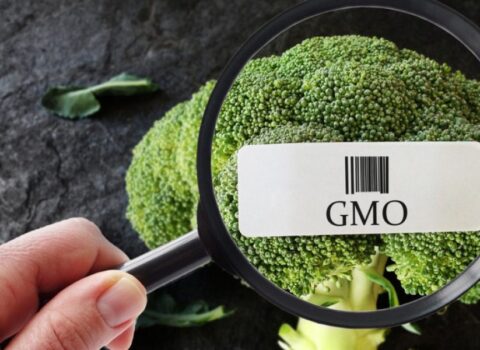 GMO-lu məhsullara dair tələblər müəyyənləşdi