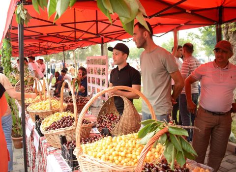 Azərbaycanda ilk dəfə “Albalı və gilas” festivalı keçirildi – FOTO