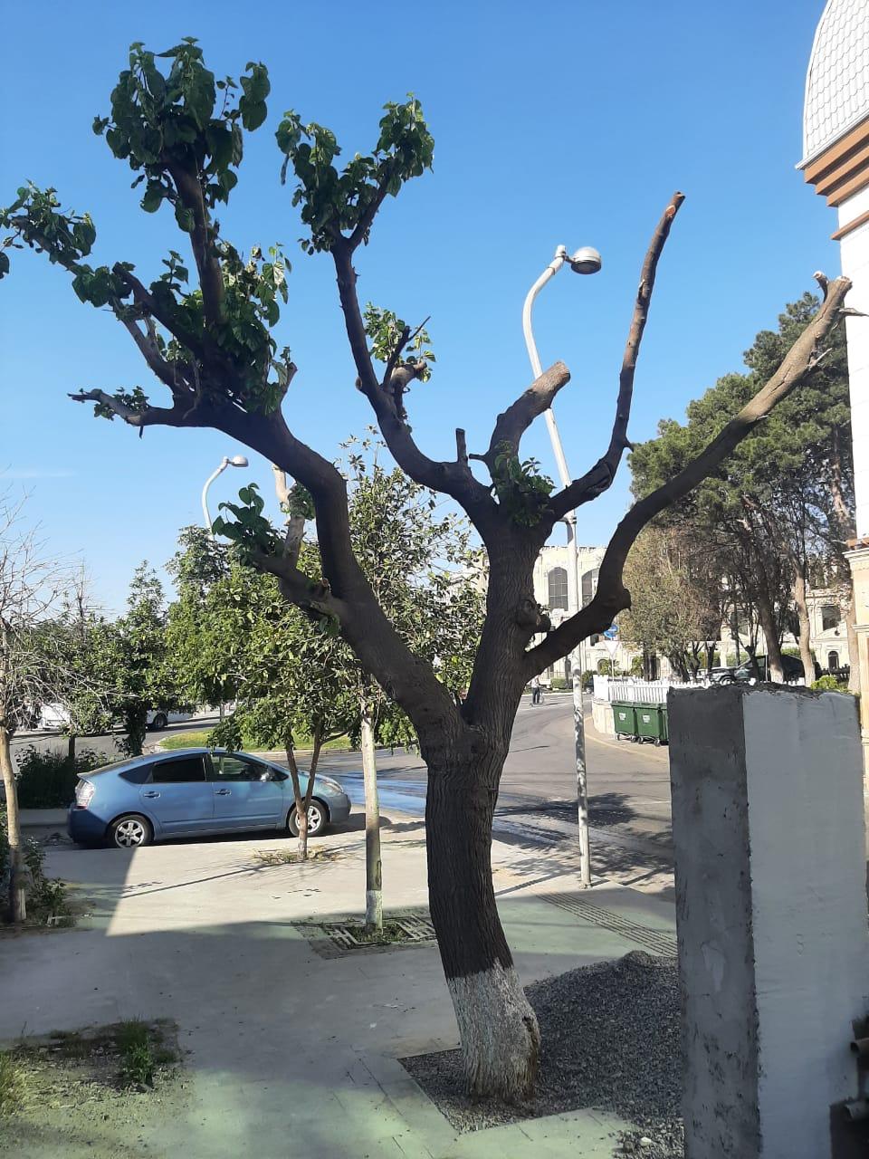 Bakıda ağacı qanunsuz budayan şəxs CƏZALANDIRILIB
