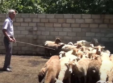 Çaqqal 72 yaşlı kişiyə hücum etdi – VİDEO