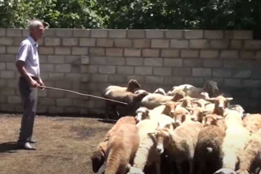 Çaqqal 72 yaşlı kişiyə hücum etdi - VİDEO