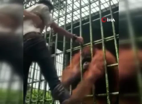 Qəfəsdəki meymun ona əl uzadan şəxsə qorxulu anlar YAŞATDI – VİDEO