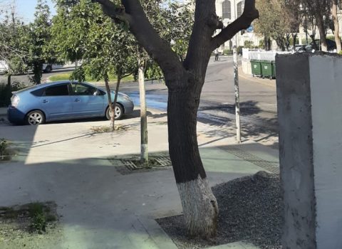 Bakıda ağacı qanunsuz budayan şəxs CƏZALANDIRILIB