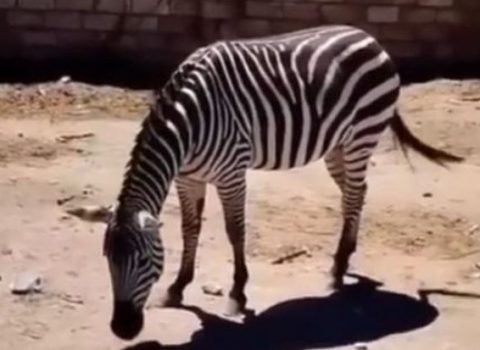 Bakıda 22 min manata zebra satılır – VİDEO