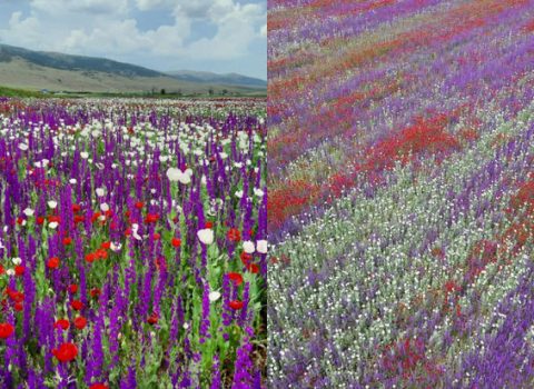 Türkiyədə çiçək tarlası nəhəng xalıya bənzəyir – VİDEO