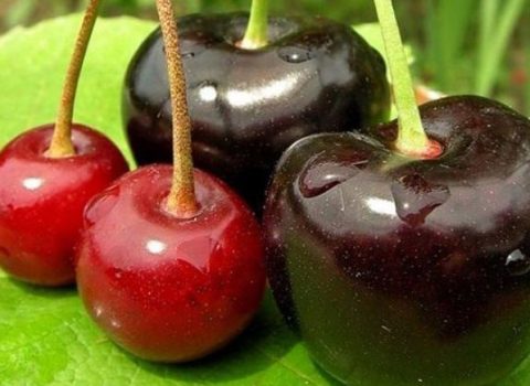 Yaponiyada bir ədəd albalı 296 dollara SATILDI