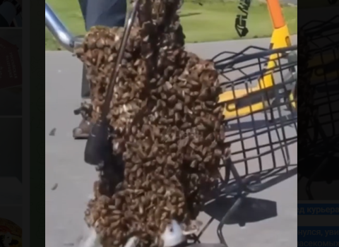 Moskvada arılar kuryerin velosipedini “ZƏBT ETDİLƏR” – VİDEO