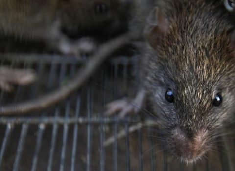 İsveçdə gəmiricilər arasında yeni koronavirus AŞKARLANDI