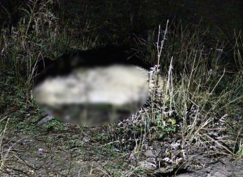 Heyvanları mühafizə təşkilatının direktorunun evində 30 ölü heyvan tapıldı