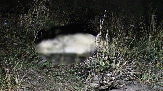 Heyvanları mühafizə təşkilatının direktorunun evində 30 ölü heyvan tapıldı