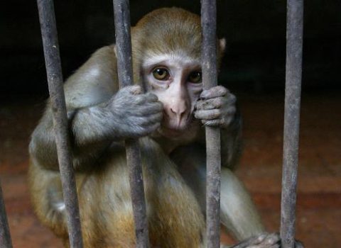 Tanzaniyada meymunlar tərəfindən qaçırılan KÖRPƏ ÖLDÜ