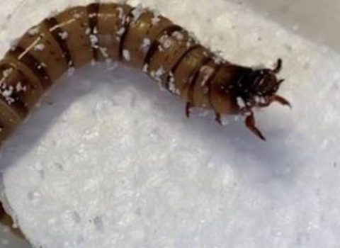 Alimlər plastik tullantıları parçalaya bilən qurdlar KƏŞF ETDİ