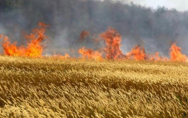 Neftçalada 20 hektar sahədə biçilməmiş taxıl yandı