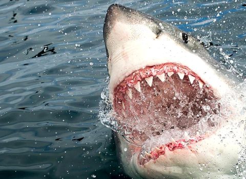 Balina insan yeyən köpəkbalığını parçaladı – Cənubi Afrika bu xəbərlərlə “əylənir”