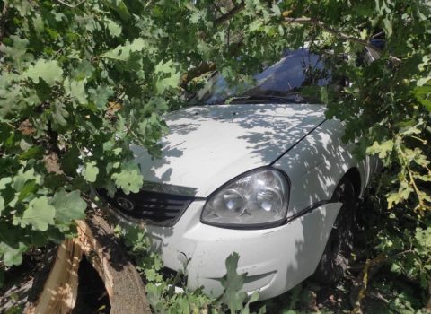 Xaçmazda ağac avtomobilin üstünə düşdü