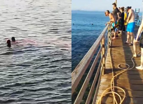 Misirdə köpək balığı turistin qolunu və ayağını dişlədi – VİDEO