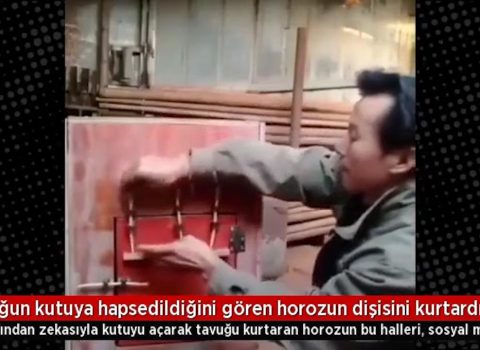 Xoruz bağlı qutudan toyuğu belə xilas etdi – VİDEO