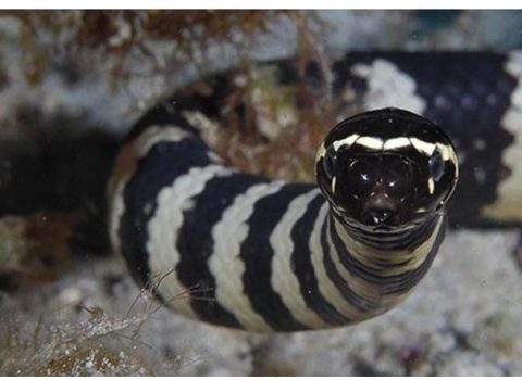 Bu ilanın zəhərinin dərmanı yalnız bir ölkədə var