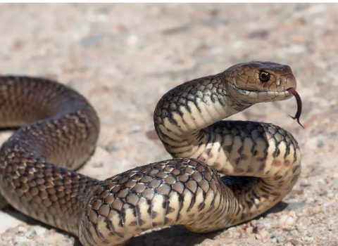 Qorxulu və təhlükəli: Dünyanın ən böyük 9 ilanı