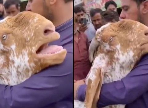 Keçi onu qəssaba satmaq istəyən sahibini qucaqlayaraq ağladı – VİDEO