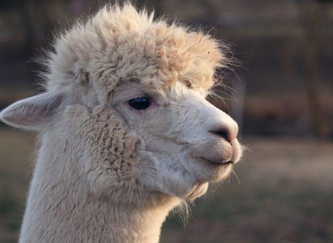 Lama ona yaxınlaşan qadının üzünə tüpürdü – VİDEO