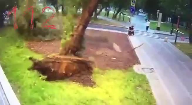Moskvada üzərinə ağac düşən kişi həyatını itirdi - VİDEO
