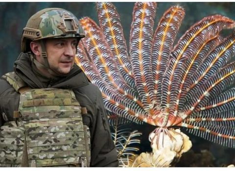 Yeni kəşf edilən canlıya “Zelenski” adı verildi – FOTOLAR