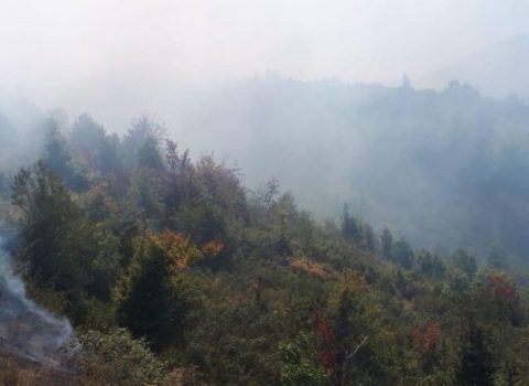 Qusarda meşə zolağı yaxınlığında YANĞIN