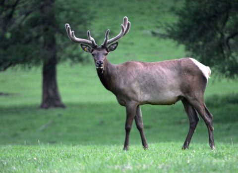 “Qırmızı Kitab”a düşən maral Kiçik Qafqaza köçürüləcək