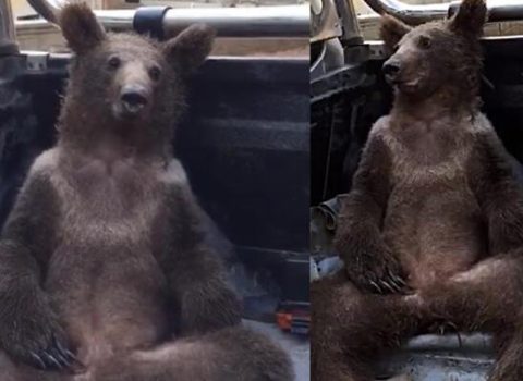 Çoxlu bal yeyən ayı huşunu itirdi – VİDEO