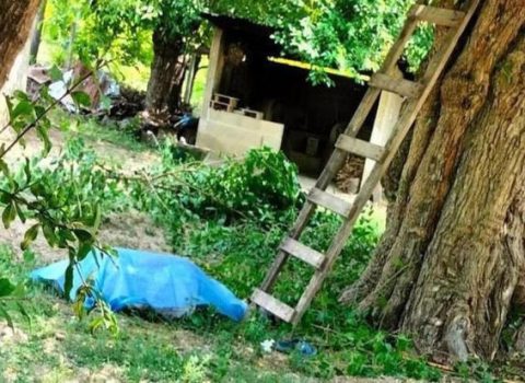 Balakən sakini ağacdan yıxılaraq ÖLDÜ