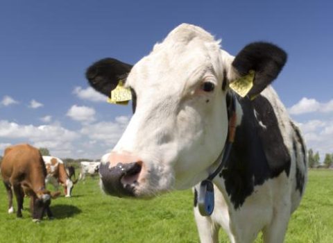 Fransalı fermer inəklərə görə 4G antenasını SÖKDÜRDÜ