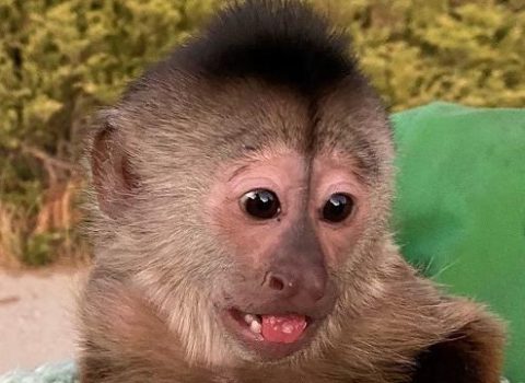 Meymunun “təcili yardım çağırışı” polisi hərəkətə keçirdi