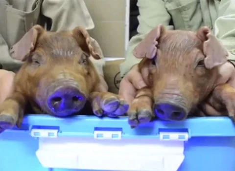 Dünyada İLK – Alimlər ölmüş donuzları DİRİLTDİLƏR