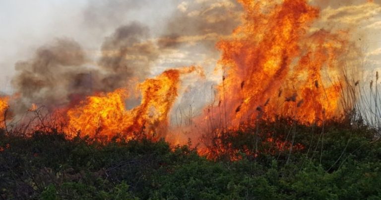Şabranda meşə yanğınlarında yanan heyvanların üzücü görüntüləri – FOTOLAR